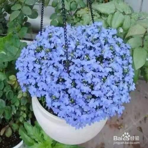 秋播动人心，尤其是这些花草，很容易开成球