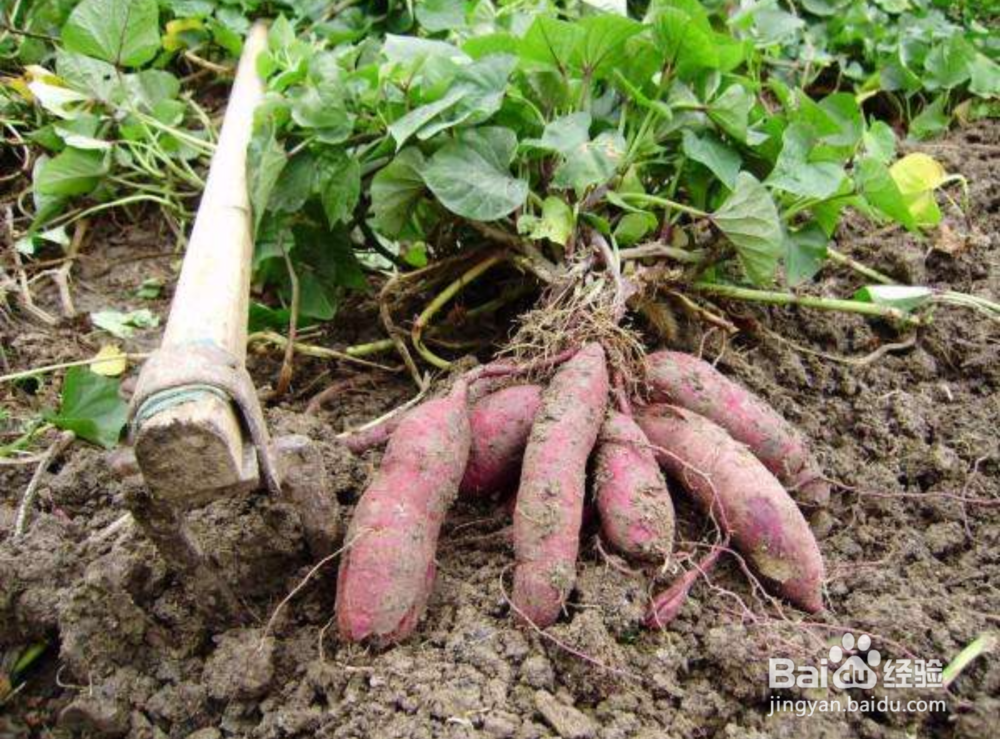 红薯的功效与禁忌