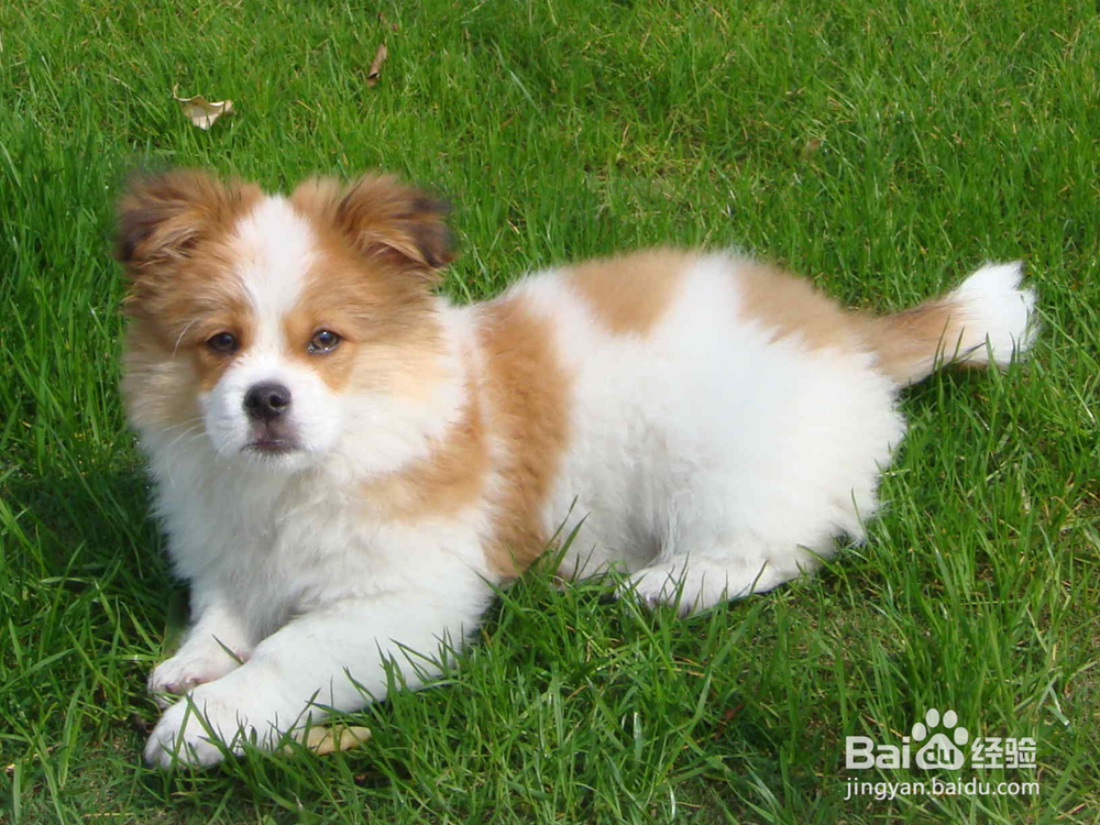 串串狗到底是什么犬种?