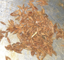 孜然香酥小黄豆