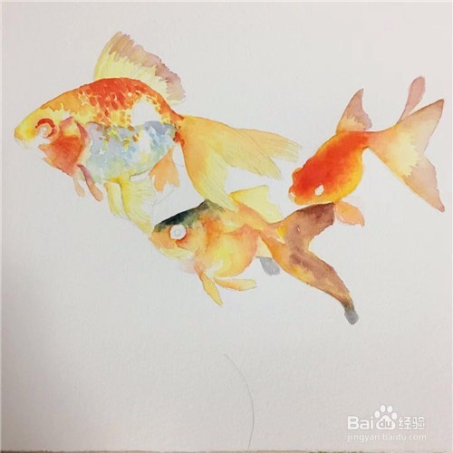 简笔画：金鱼的画法