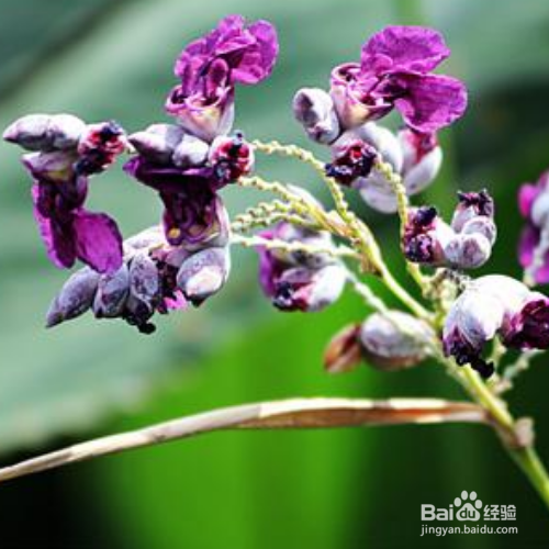 再力花的养殖需要注意什么？