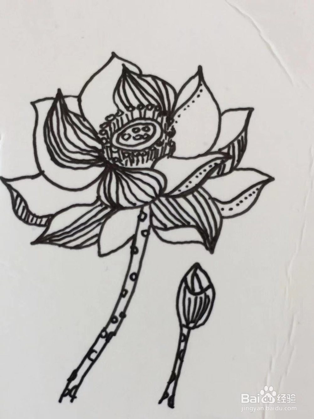插画教程之莲花