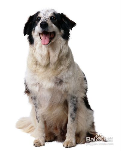 狗狗脸部清洁小窍门