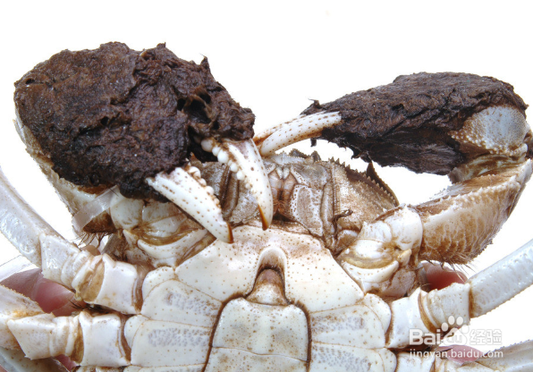 如何挑选阳澄湖大闸蟹?