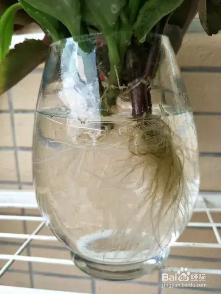 夏天发财树长寿花黑腐烂根,丢水里反而爆盆