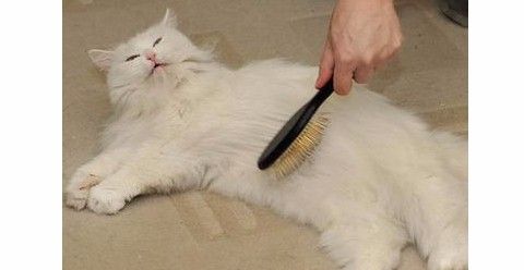 猫咪清洁毛发的技巧!