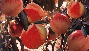 只吃天然蔬果快速抗衰老！