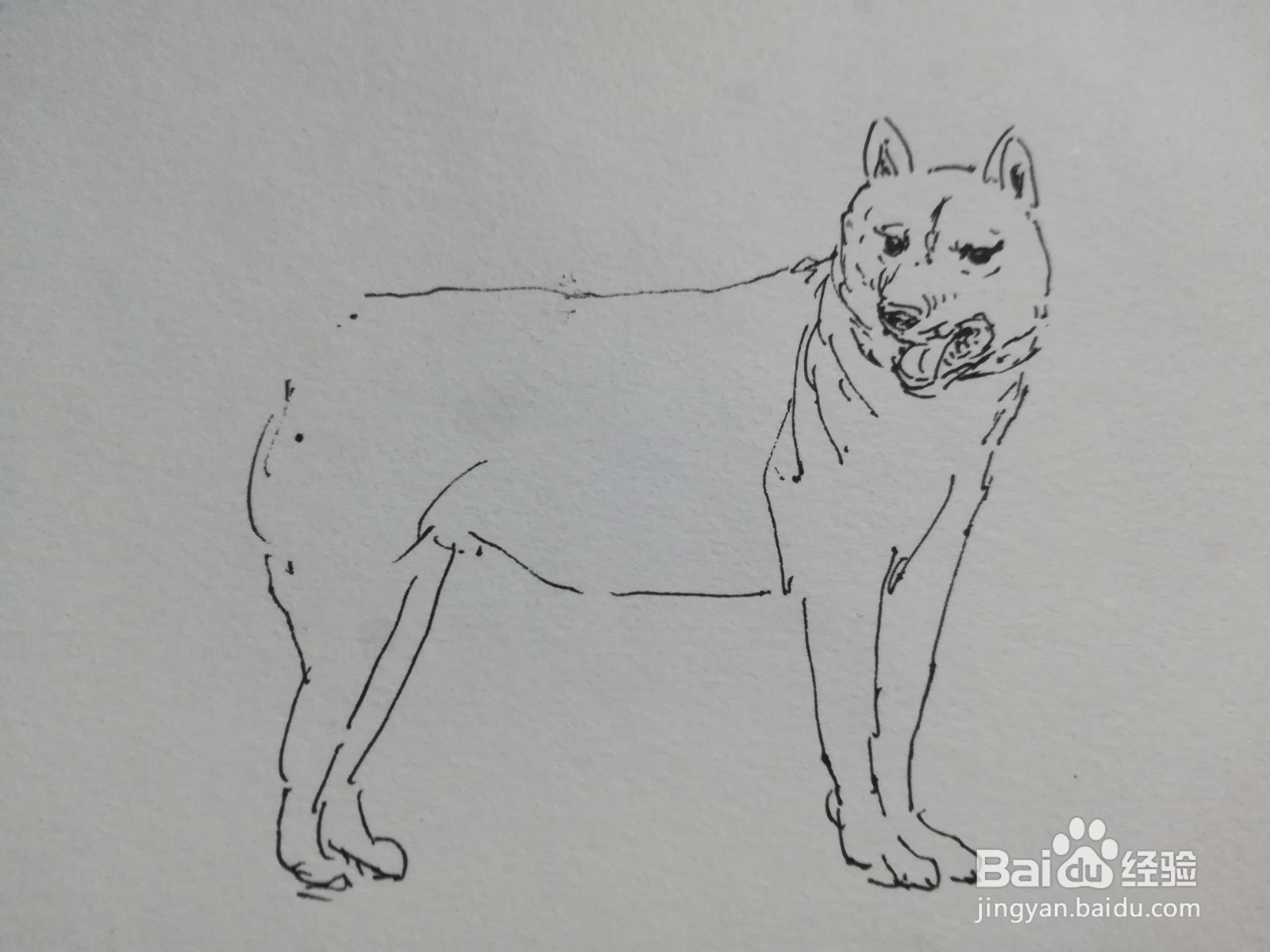 怎么画中华田园犬