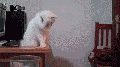 猫咪不惜被骂打翻东西的真正原因,好心酸!