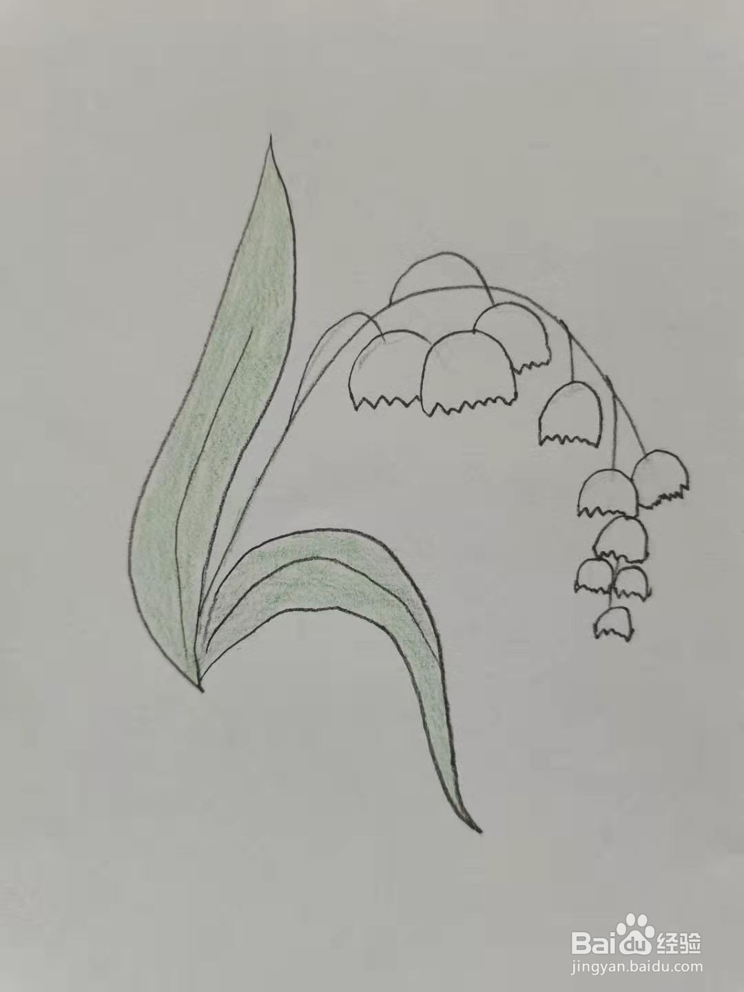 风铃草怎么画