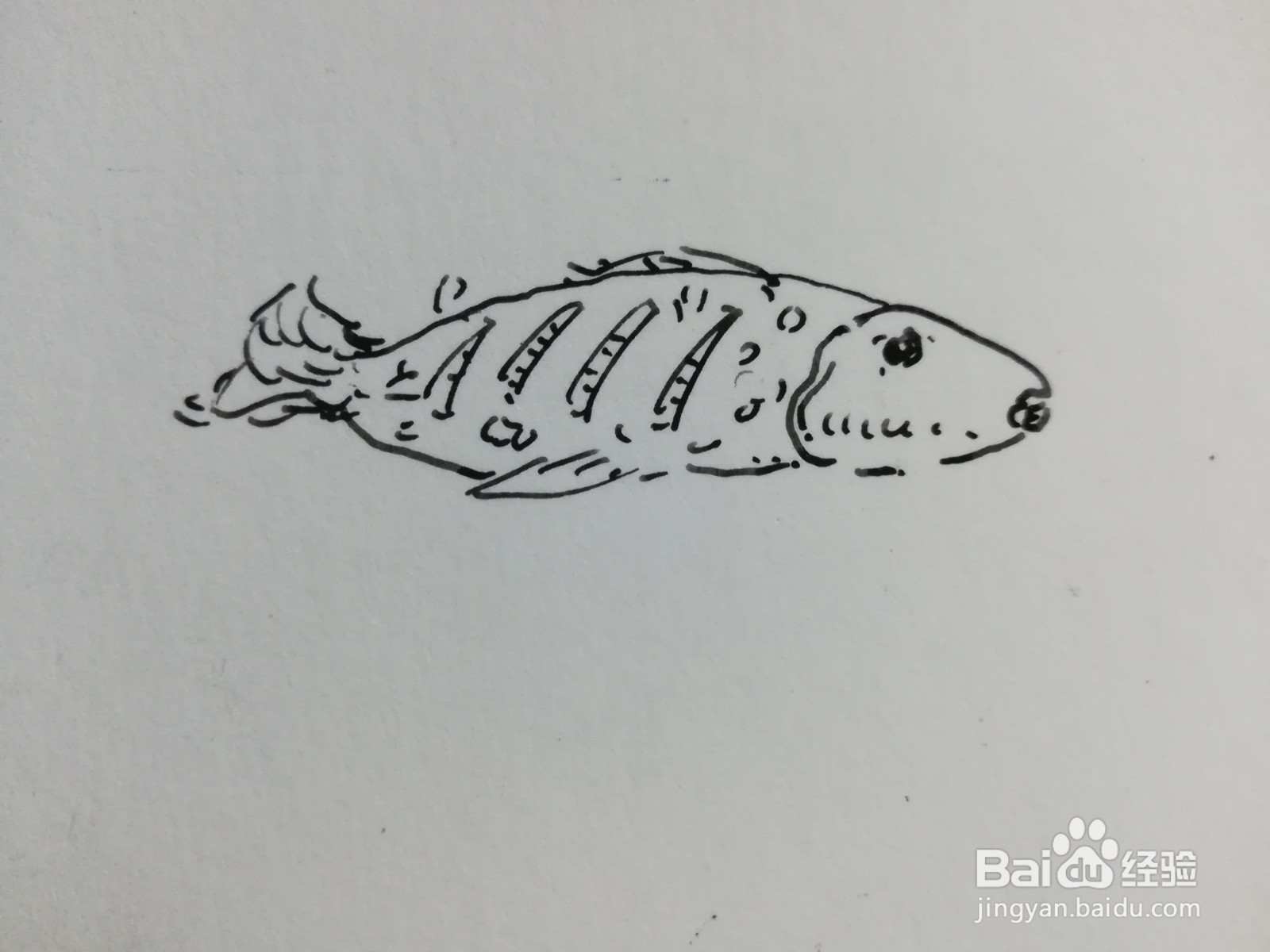 红烧鱼的简笔画 简单图片