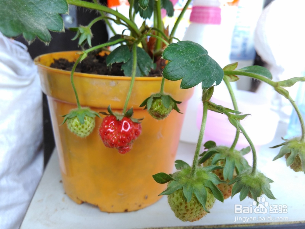 自家种的草莓