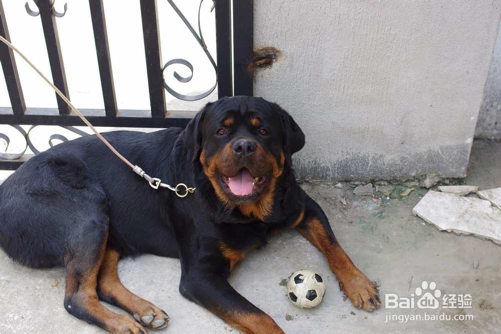 罗威纳犬美容的方法