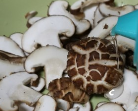 香菇蒸鸡的做法