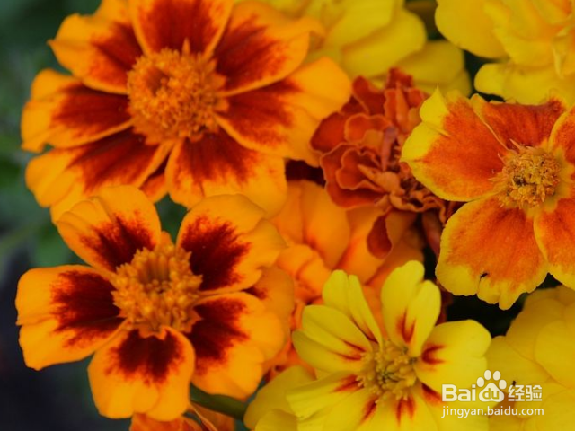 金盏菊叶子为什么会发黄?