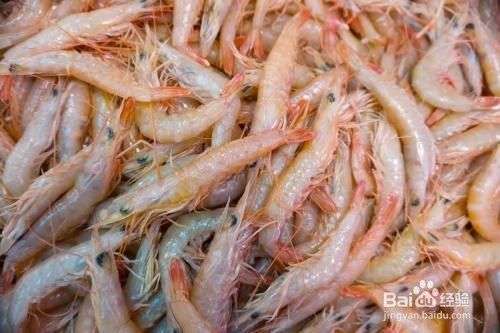 对于日本囊对虾的收获与活虾运输方法