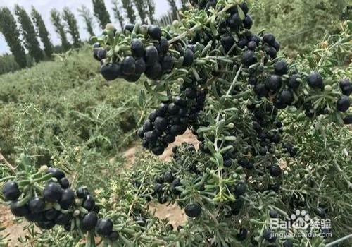 黑枸杞的养殖方法和注意事项