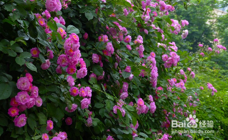 在家里怎么种蔷薇花?