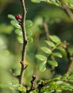 清香木和花椒木怎么区分