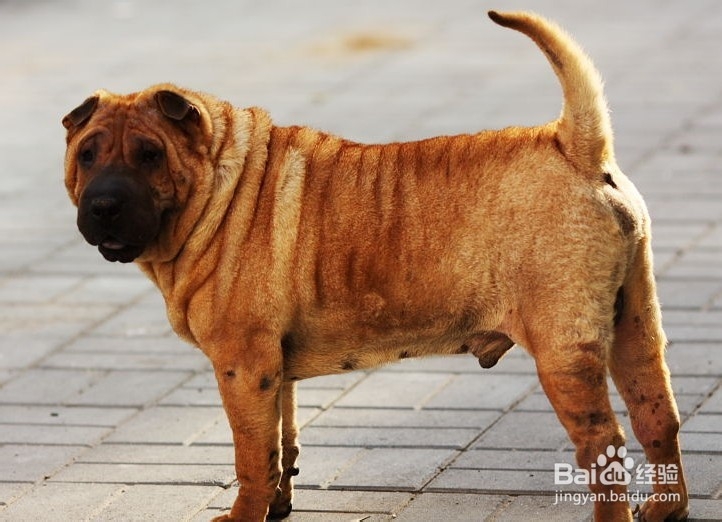 怎么去除沙皮体臭