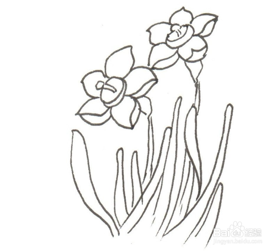 教你如何画出美丽的水仙花
