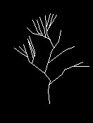 用CAD绘制落叶树的方法