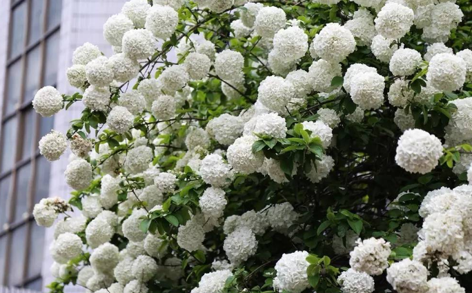 琼花和木绣球的区别