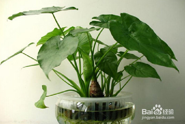 容易存活的水培植物有哪些