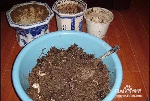 如何阳台盆栽种青菜?