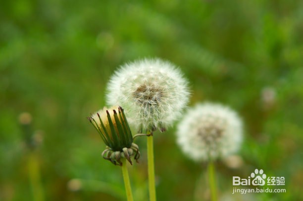 蒲公英最佳的晒干方法