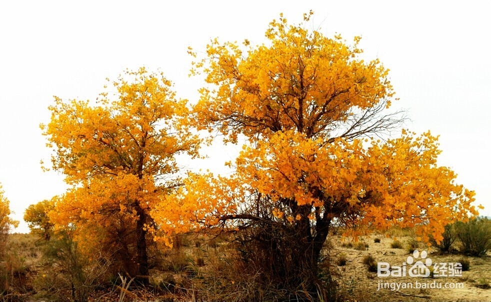 胡杨林旅游攻略：秋光如画 邂逅敦煌胡杨林