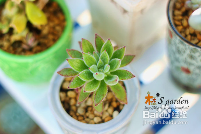 植物摄影小窍门+皮神山大王记