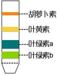 提取色素实验及碳酸钙和二氧化硅的作用