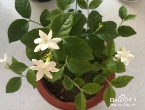 茉莉花养护技巧，叶子茂盛开花多，芳香四溢