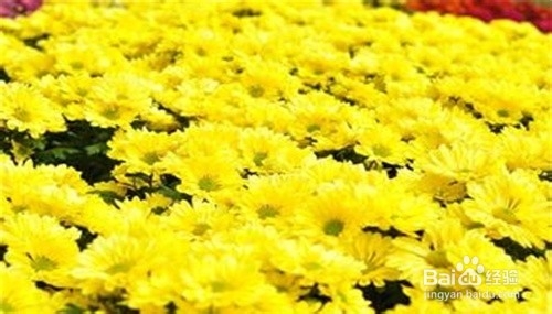 常服菊花增年寿