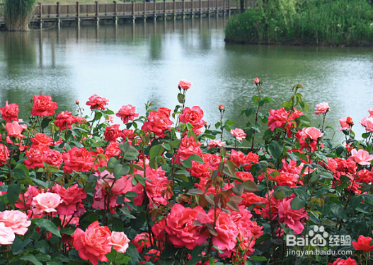 怎么判断月季要施肥了