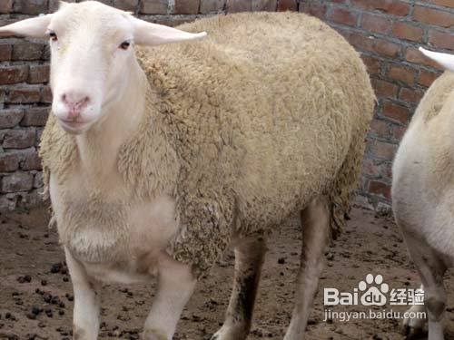 养羊选好品种的方法