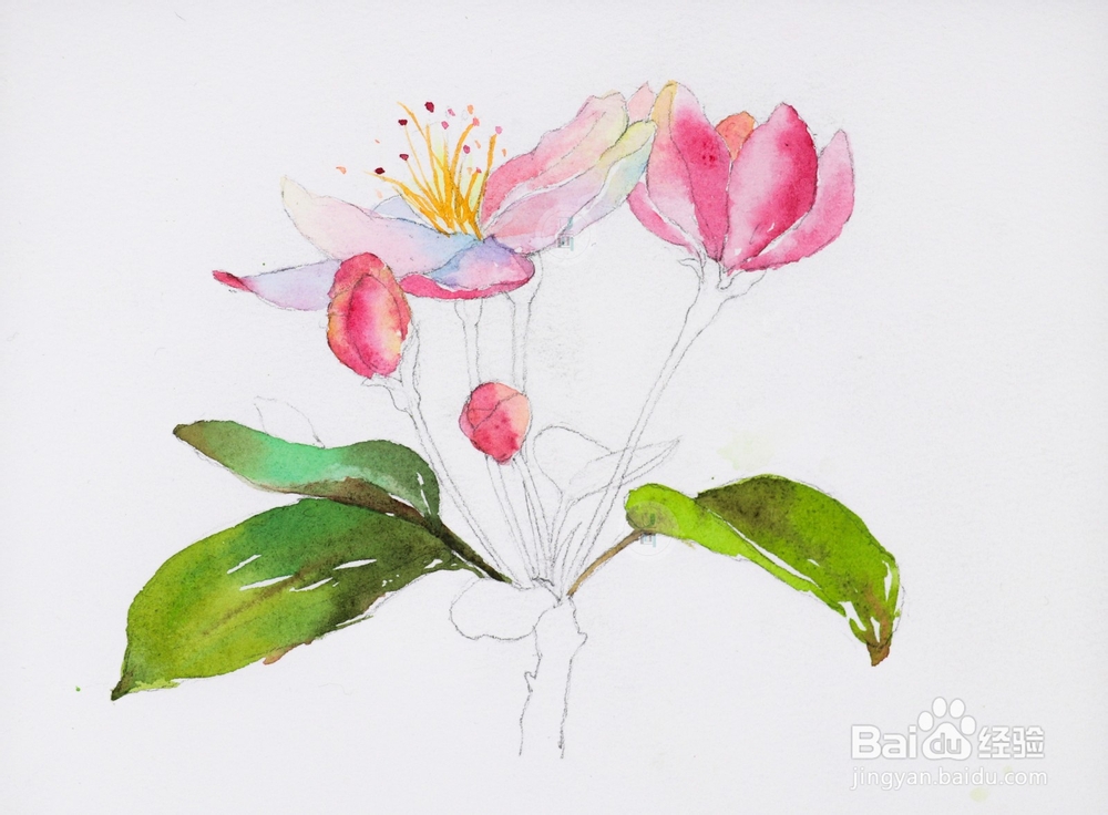 水彩花卉教程 | 跟又画一起画一幅海棠花吧