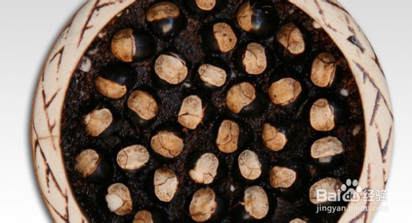 把水果核变成杯子里的小森林