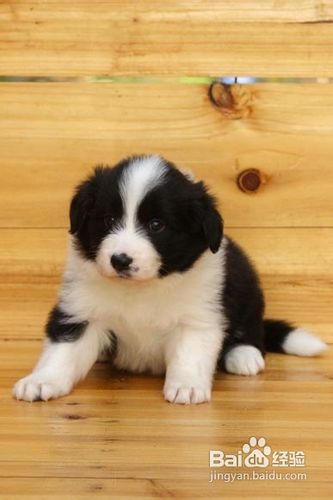 如何挑选一只聪明易训的狗狗