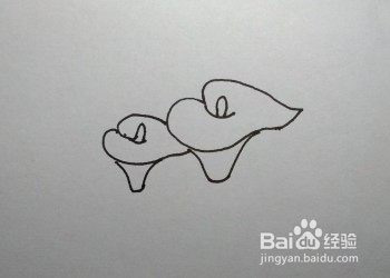 马蹄莲的简笔画（儿童简笔画教程）