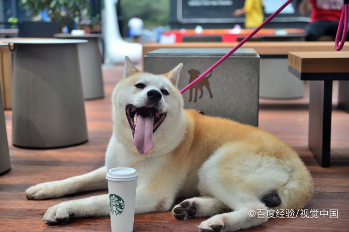 狗不吃饭怎么治