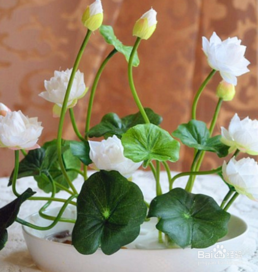 无土水培碗莲发芽后怎么养