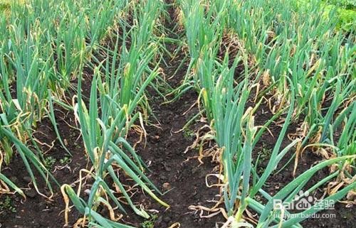 种葱子的时间和方法