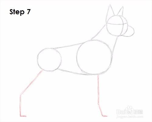 如何绘制杜宾犬——加菲的吃货生活