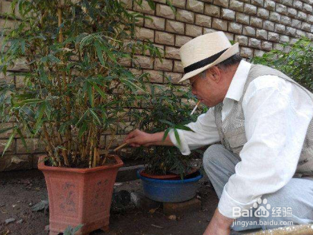 竹子叶子发黄是怎么回事?