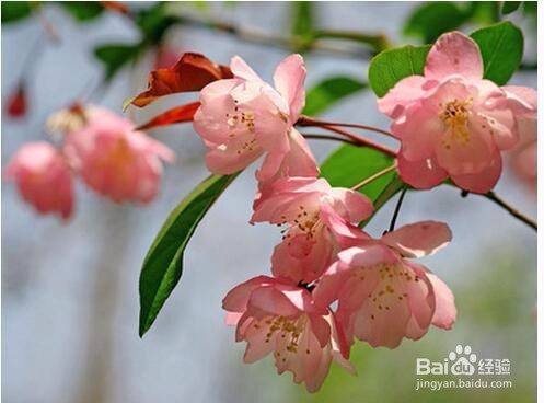 如何区分梅花、樱花、桃花、海棠