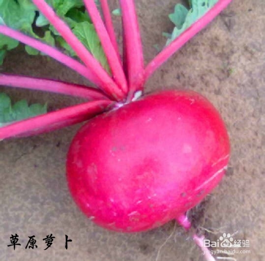 冬天三宝：[1]冬吃萝卜夏吃姜