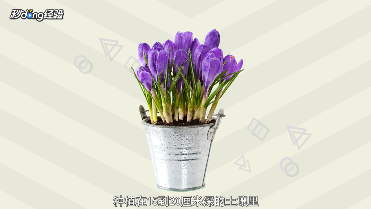 郁金香的种植方法和时间